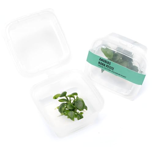 Ultum Nature Systems Live Tissue Culture - Anubias Nana Petite (Anubias barteri 'Nana') - Easy - Low to Medium Light - Dark Green Accent - Foreground - 100% Snail Free Grown in-Vitro - color: Anubias Nana Petite - Small