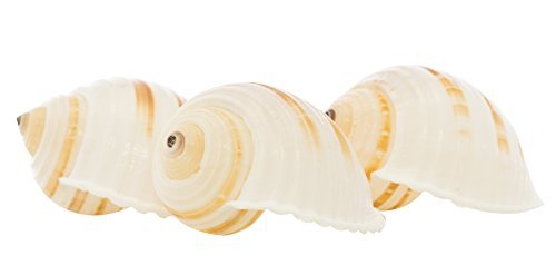 Hermit Crab Shells | Shells for Hermit Crabs | 3 Banded Tonna Shells 3"-3.5" | Opening Size Approx. 2.75"-3" | Hermit Crab House for Décor | Plus Free Nautical eBook by Joseph Rains - color: 3 Banded Tonna