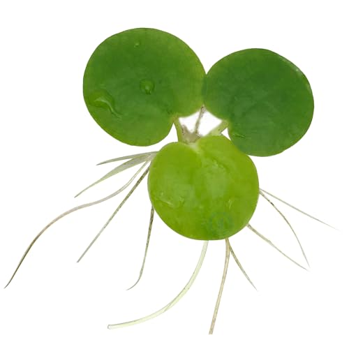 Amazon Frogbit, Limnobium laevigatum, Live Aquarium/Aquatic/Freshwater/Floating/Pond Plant/Planted Tank/Aquascaping/Paludarium by Aquarium Plant Center (6 Plants (18+ Leaves)) - style: 6 Plants (18+ Leaves)