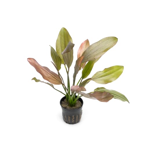 SubstrateSource Echinodorus Rose Sword Live Plant for Freshwater Aquariums, Natural Fish Tank Decorations, and Aquatic Decor (1 Pot (2-3 Plants)) - color: Ech. Rose, size: 1 Pot