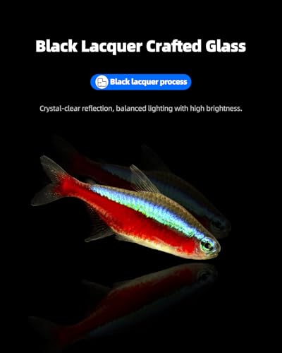 5 Gallon Clear Glass Fish Tank, Easy to Maintain Small Aquariumfor Betta, Goldfish, Snail,Shrimp and Aquatic Planting - color: Black, size: 5 Gallon