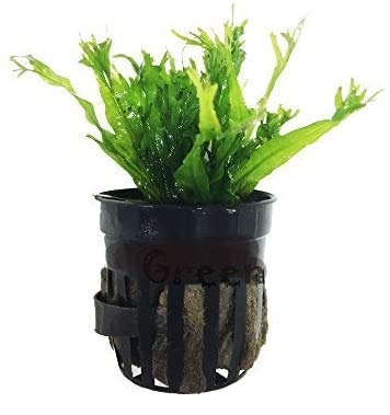 Microsorum Pteropus Windelov Java Fern Lace Potted Freshwater Live Aquarium Plants Decoration Fish Tank by greenpro