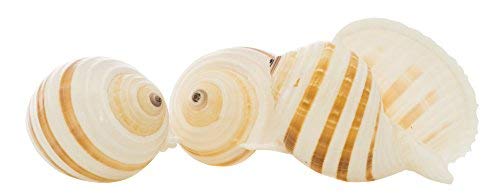Hermit Crab Shells | Shells for Hermit Crabs | 3 Banded Tonna Shells 3"-3.5" | Opening Size Approx. 2.75"-3" | Hermit Crab House for Décor | Plus Free Nautical eBook by Joseph Rains - color: 3 Banded Tonna