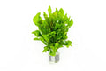 SubstrateSource Live Aquarium Stem Plants - Freshwater Aquatic Plant for Fish Tanks, Aquascaping - (Ammania Senegalensis, 1 Bunch) - color: Ammania Senegalensis, size: Lead Bunch - 1 Pack
