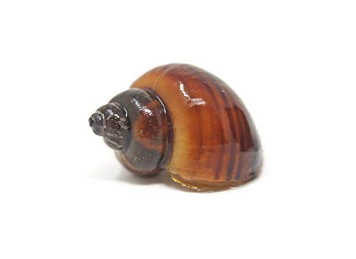 Aquatic Arts 10 Live Albino Mystery Snails | Freshwater Aquarium Species/Real Living Nano Fish Tank Pet | Glass Clearing Snail | Natural Decor - size: 10-SNAILS