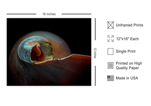 Monem Art Small Lizard Print - The Best Friend Poster - Wildlife & Nature Art - Animal Photography Wall Decor - Great Office, Living Room or Office Decor - 12x16 Unframed Wall Art by Andi Halil - color: Style-09, size: 12"L x 16"W
