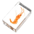 GARVALON Artificial Resin Shrimp Specimen for Education and Home Collection Teaching Tool for Science Class Decorative Paperweight with Realistic Shrimp Display Biology Studies