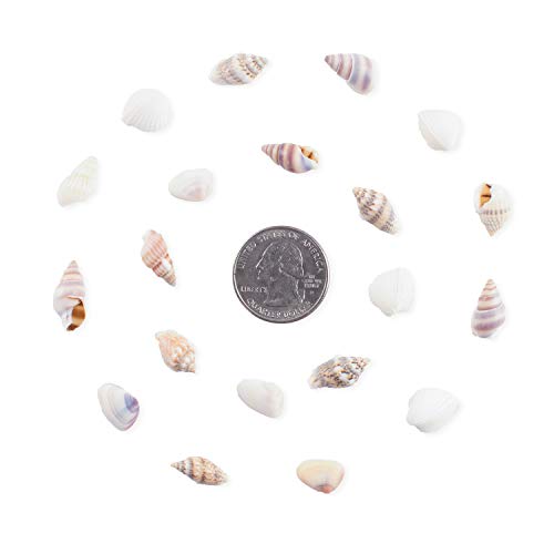 Super Z Outlet Tiny Miniature Fairy Garden Beach Critter Seashells Marine Life Collection for Vase Filler (2 Tbsp Pack)