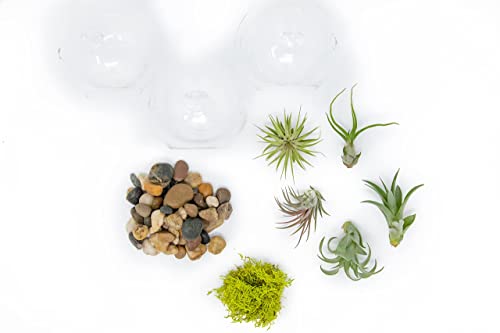 Stunning Flat Bottom 3 Globe Plant Terrarium Kits - 5 Small Assorted Air Plants, Beige Stones and Moss in Propagation Jar - Home and Garden Décor Plant Pot - Easy Care Indoor and Outdoor Plant Vase - size: Beige Stones, 5 Plants, With Moss