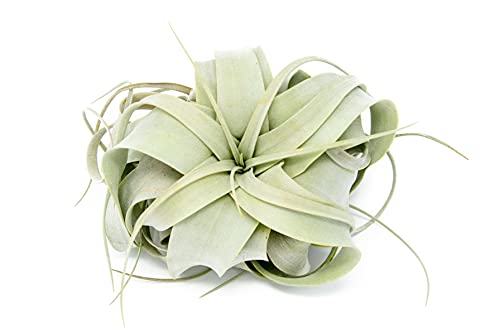 Seedling Xerographica Air Plants 2 to 4 Inch Wide - Tillandsia Succulent House Plants - Available in Wholesale and Bulk - Home and Garden Decor Holders - Easy Care Indoor and Outdoor Plants (1 PC) - size: 1 Count (2-4 inches wide)