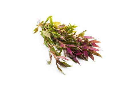 SubstrateSource Live Aquarium Red Stem Plants - Freshwater Aquatic Plant for Fish Tanks, Aquascaping - (Alternanthera Reineckii Rosaefolia Mini, 1 Bunch) - color: Alternanthera Reineckii Rosaefolia Mini, size: Lead Bunch - 1 Pack
