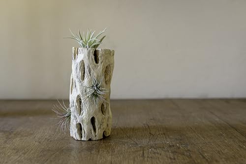 SuperMoss Cholla Wood 6" Terrarium Aquariam Decoration or Plant Succulant Airplants 3pk