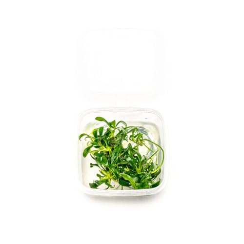 Ultum Nature Systems Live Tissue Culture - Anubias Minima Dragon Claw (Anubias Minima) - Easy - Low to Medium Light - Green Accent - Midground - 100% Snail Free Grown in-Vitro - color: Anubias Minima Dragon Claw - Small Cup