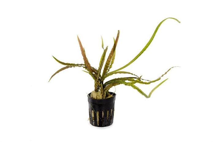 SubstrateSource Cryptocoryne Live Aquarium Plants - Freshwater Plant for Aquariums, Planted Fish Tanks - Beginner Friendly (Retrospiralis, 3 Pots (15-20 Plants)) - color: Retrospiralis, size: 3 Pots