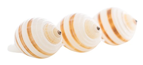 Hermit Crab Shells | Shells for Hermit Crabs | 3 Banded Tonna Shells 3"-3.5" | Opening Size Approx. 2.75"-3" | Hermit Crab House for Décor | Plus Free Nautical eBook by Joseph Rains - color: 3 Banded Tonna