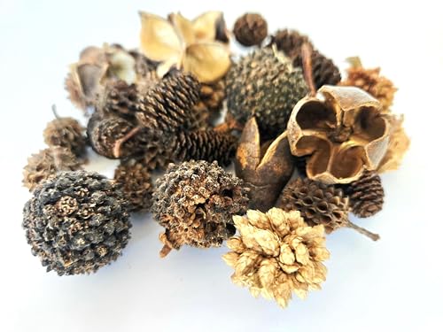 Natural Botanical Seed Pods, 37-Piece Premium Small Seed Pod Mixed Variety Pack, Bioactive Botanicals, Nano Terrarium Decor, Isopod Food and Hides, Aquarium Botanicals
