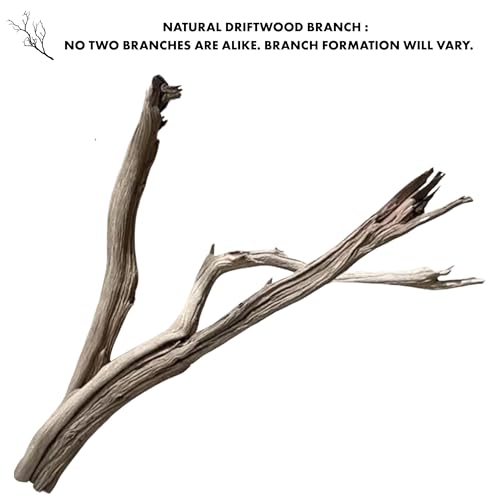 Koyal Wholesale Large Driftwood Branch, 36 Inch California Driftwood Décor – Natural Brown Branches for Home, Wall Decor, Aquarium, Vivarium and Reptile Tank