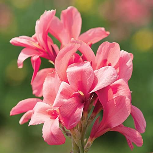 Chalily Canna 'Pink Erebus', a Great Live Pond Plant for Your Water Garden. Filters koi and Goldfish Ponds. Good for Bogs, Plant Shelf or Shallow Water This marginal Aquatic is a Real Beauty - color: Canna 'Pink Erebus'
