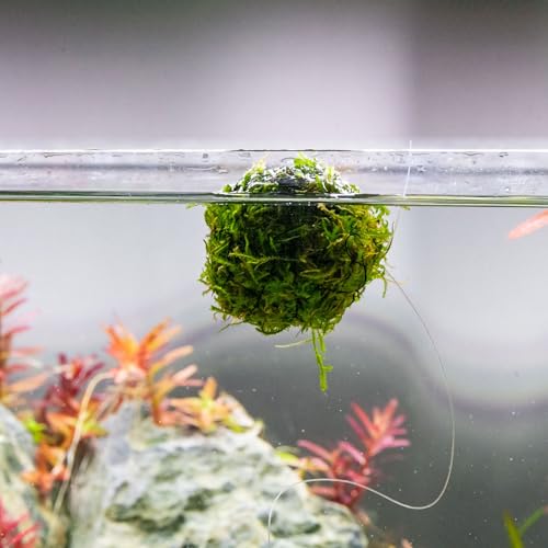 SubstrateSource Live Planted Decor - Christmas Moss Ball - Deep Green Freshwater Aquatic Plant, Low Light Aquarium Hardscape Accent for Aquascaping, Moderate Growth Rate - 1 Pack - color: Christmas Moss on Floating Ball, size: Floating Ball