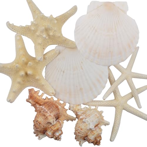 8PCS Large Starfish & Seashells for Crafts – Mixed Hawaiian Scallop Shells, Sea Conch & Starfish, Beach Theme Party Decor Fish Tank Ornaments Painting DIY Wedding Home Decor