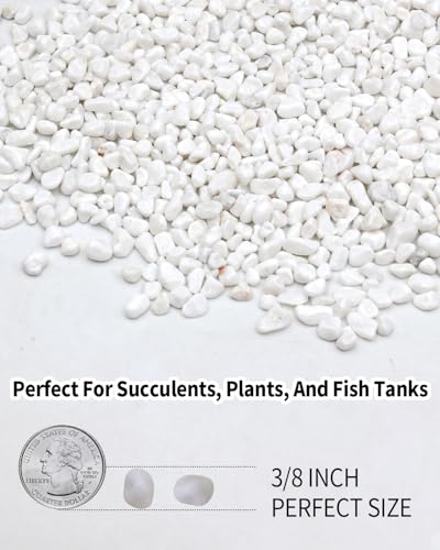 6LB White Succulent & Cactus Gravel Pebbles - 1/4-3/8 Inch Natural Polished River Rocks, Decorative Stones for Plants, Terrariums, Vases, Aquariums & Outdoor Gardening - color: White, size: 6 lb