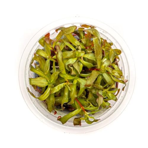 SubstrateSource Live Plant - Ammannia Gracillis Tissue Culture Aquatic Live Aquarium Plant - 100% Snail Free in Vitro Cup (Ammannia Gracillis) - color: Ammannia Gracillis