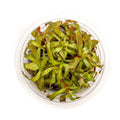 SubstrateSource Live Plant - Ammannia Gracillis Tissue Culture Aquatic Live Aquarium Plant - 100% Snail Free in Vitro Cup (Ammannia Gracillis) - color: Ammannia Gracillis