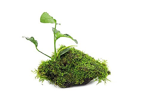 Live Planted Decor - Anubias Barteri & Christmas Moss on Driftwood - Deep Green Leaves with Bright Fronds, Freshwater Aquatic Plant for Foreground to Midground Tank Placement - 1 Pack - color: Anubias Barteri & Christmas Moss on Driftwood, size: Driftwood