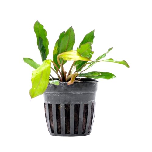 SubstrateSource Live Plants - Echinodorus ‘Green Chameleon’ (Echinodorus sp.) - Medium to High Light, Green Red Accent, Midground to Background Placement, Freshwater Aquatic Plant - Pot - color: Ech. Green Chameleon, size: 1 Pot