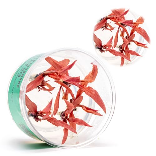 Ultum Nature Systems Live Tissue Culture - Cryptocoryne Albida 'Red' - Moderate - Low to Medium Light - Pink and Red Accent - Foreground to Midground - 100% Snail Free Grown in-Vitro - Regular Cup - color: Cryptocoryne Albida Red