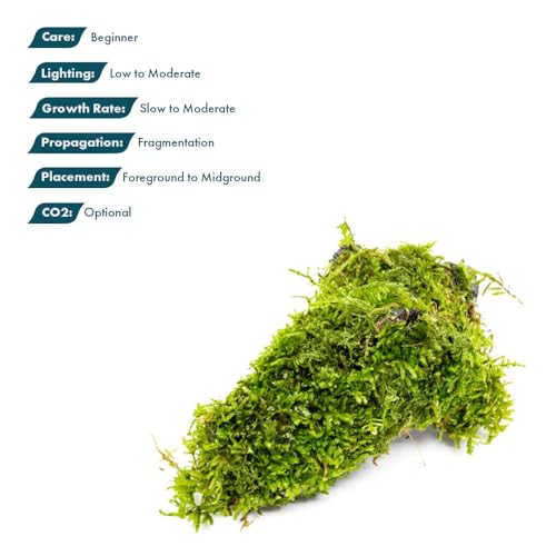 Live Planted Decor - Christmas Moss (Vesicularia montagnei) on Driftwood - Low Light, Green Accent Freshwater Aquatic Plant, Foreground Aquarium Placement for Aquascaping - 1 Pack - color: Christmas Moss on Driftwood, size: Driftwood - M
