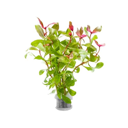 SubstrateSource Live Aquarium Red Stem Plants - Freshwater Aquatic Plant for Fish Tanks, Aquascaping - (Ammania Gracilis, 1 Bunch) - color: Ammania Gracilis, size: Lead Bunch - 1 Pack