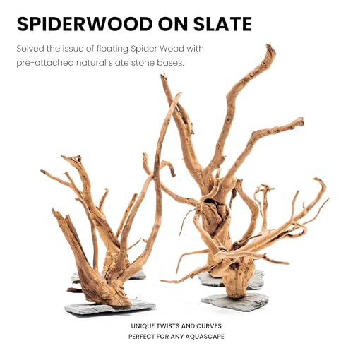 Ultum Nature Systems Driftwood - Spider Wood on Slate Stone for Fish Tank, Planted Tank, Terriarium, Paludarium - Versatile Natural Driftwood Decor - Spider Wood on Slate Stone, S 7-12", 3 Pack - size: 7-12" 3-Pack