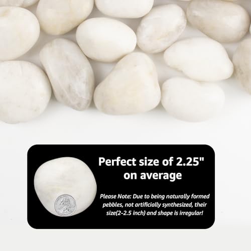 River Rocks - Natural Polished White Pebbles, 2-3 inches, 10 lbs - Ideal for Patio Landscaping, Rock Gardens, Succulent Arrangements, and Pathway Edging (White, Weight: 10 LB) - color: White, size: Weight: 10 LB