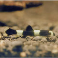 Swimming Creatures™ 2 Panda Loach (Yaoshania Pachychilus) Aquarium Fish Live (Size Approx. 1")