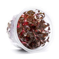SubstrateSource Live Plant - Alternanthera Reineckii 'Mini' Red Stem Tissue Culture Aquatic Live Aquarium Plant - 100% Snail Free in Vitro Cup (AR Mini) - color: Alternanthera Reineckii 'Mini' Red Stem