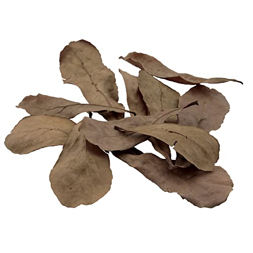 Fluval Betta Tropical Almond Leaves Aquarium Decor, 10-Pack