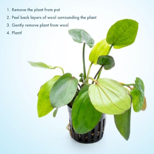 SubstrateSource Live Plants - Echinodorus ‘Horizontalis Variegated’ - Moderate to High Light, Green Variegated Accent, Midground to Background, Freshwater Aquatic Plant - Pot - color: Ech. Horizontalis Variegated, size: 1 Pot