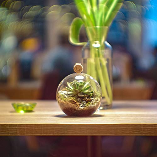 WGV Hanging Terrarium Globe, Width 6", Height 6.5", DIY Air Succulent Planter, Clear Glass Vase Orb with Flat Bottom, Candle Holder for Windowsill Outdoor Garden Decor, 6 Pieces Bulk - size: 6" Flat Bottom