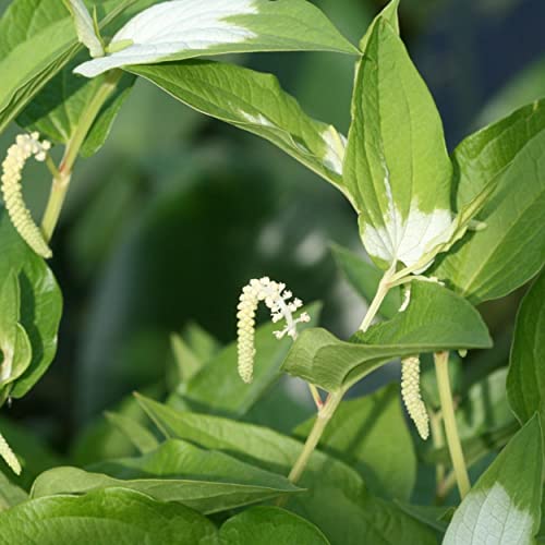 Chalily Chinese Lizard's Tail, a Great Live Pond Plant for Your Water Garden. Filters The koi and Goldfish Pond. Good for Bogs, Plant Shelf or Shallow Water This marginal Aquatic is a Real Beauty - color: Chinese Lizard's Tail