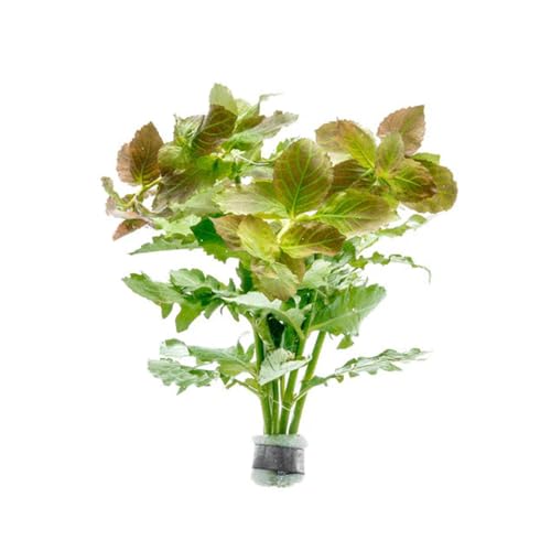 SubstrateSource Live Aquarium Stem Plants - Freshwater Aquatic Plant for Fish Tanks, Aquascaping - (Water Wisteria Hygrophila Difformis, 1 Bunch) - color: Hygrophila Difformis / Water Wisteria, size: Lead Bunch - 1 Pack