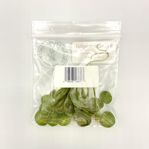 Amazon Frogbit, Limnobium laevigatum, Live Aquarium/Aquatic/Freshwater/Floating/Pond Plant/Planted Tank/Aquascaping/Paludarium by Aquarium Plant Center (6 Plants (18+ Leaves)) - style: 6 Plants (18+ Leaves)