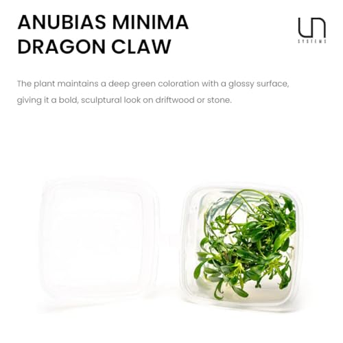 Ultum Nature Systems Live Tissue Culture - Anubias Minima Dragon Claw (Anubias Minima) - Easy - Low to Medium Light - Green Accent - Midground - 100% Snail Free Grown in-Vitro - color: Anubias Minima Dragon Claw - Small Cup