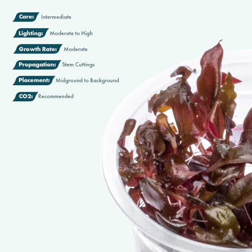 SubstrateSource Live Plant - Alternanthera Reineckii Rosaefolia Live Aquarium Plant Tissue Culture Aquatic Stem - 100% Snail Free in Vitro Cup (AR Rosaefolia) - color: Alternanthera Reineckii Rosaefolia