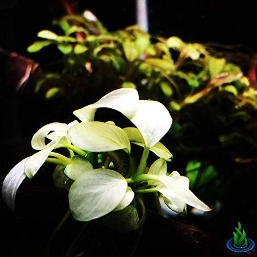 Anubias Nana Marble White Pinto Nano Mini Tissue Culture Freshwater Live Aquarium Plants Decoration