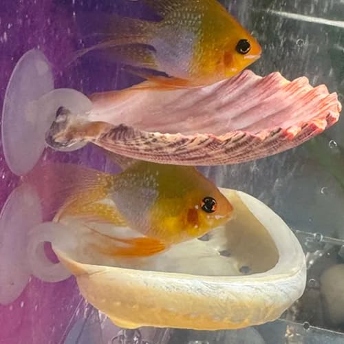 Oncpcare Betta Fish Resting Spot Shell Bed 2-Pack — Cozy Natural Shell Perch for Betta Tanks, Encourages Natural Resting & Hiding Behaviors - color: color random 2pcs