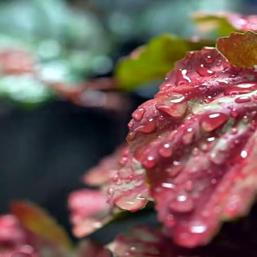 Reptile Plants for Terrarium Decor, Amphibian Habitat Decor, Reptile Tank Accessories, Artificial Hanging Plants with Suction Cup-2 Packs (Pink Heuchera Micrantha) - color: Pink Heuchera Micrantha