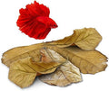 JOR 25 Pack Large Catappa Indian Almond Leaves for Bettas, 7-9 Inches, Effortless Water Conditioning, Great Values, Help Bettas and Tropical Fish Thrive