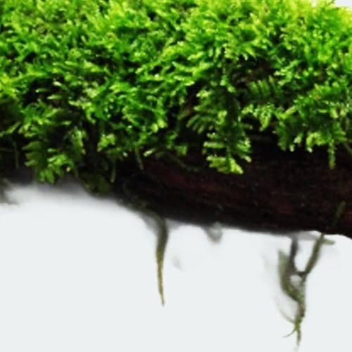 Aquarium Moss On Driftwood - Live Aquarium Plant - Freshwater - Low Light - size: Extra Small 2-4 Inches