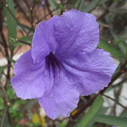 Chalily Blue Bells, a Great Live Pond Plant for Your Water Garden. Filters koi and Goldfish Ponds. Good for Bogs, Plant Shelf or Shallow Water This marginal Aquatic is a Real Beauty - color: Blue Bells